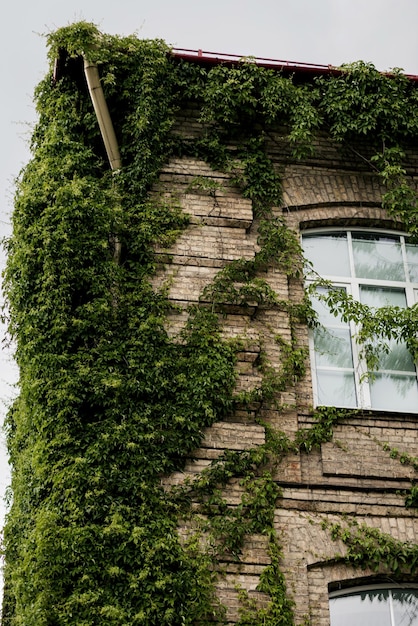 Photo brick house covered by green ivy ecological concepts of life eco building