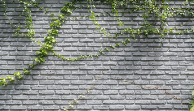 Brick wall background with climbing plants.