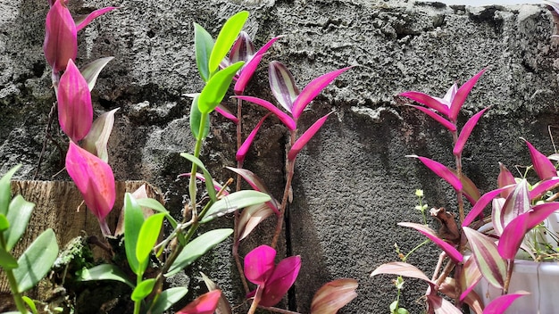 Brick wall background with various purple leafy plants