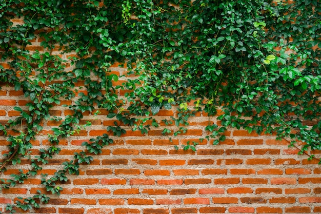 Brick Wall and Vine background texture