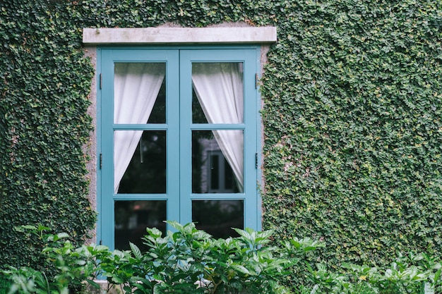 レンガの壁と窓が緑のつる植物で覆われて