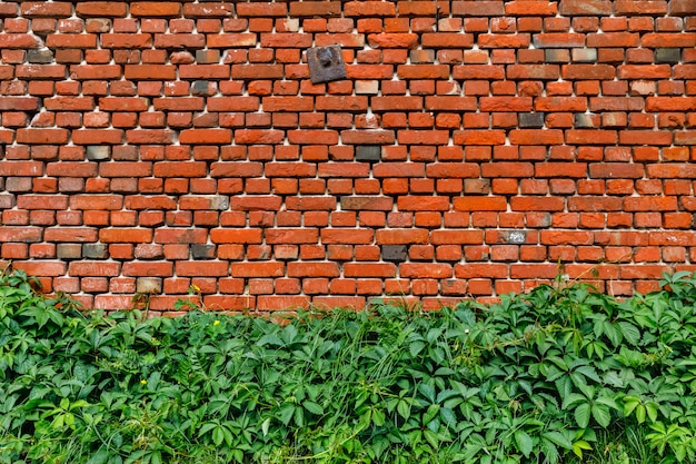 Brick wall with ivy