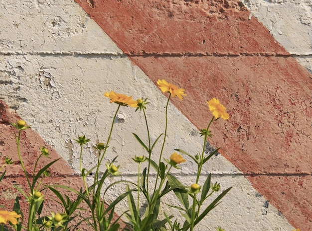 A brick wall with yellow flowers in front of it.