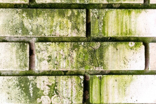 Photo brick white wall spoiled with a fungus. abstract background.