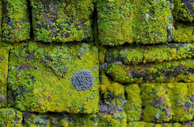 Bricks wall with lichens background texture