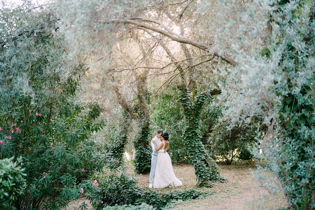 The bride and groom are embracing among the trees entwined with ivy in an olive grove