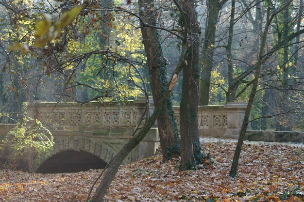 Bridge amidst trees on field during autumn