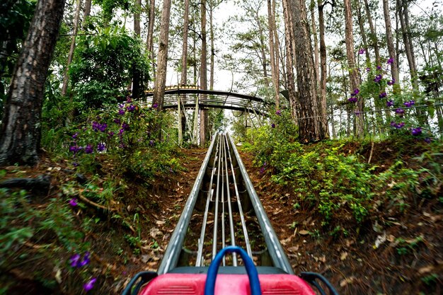 Foto ponte tra gli alberi della foresta