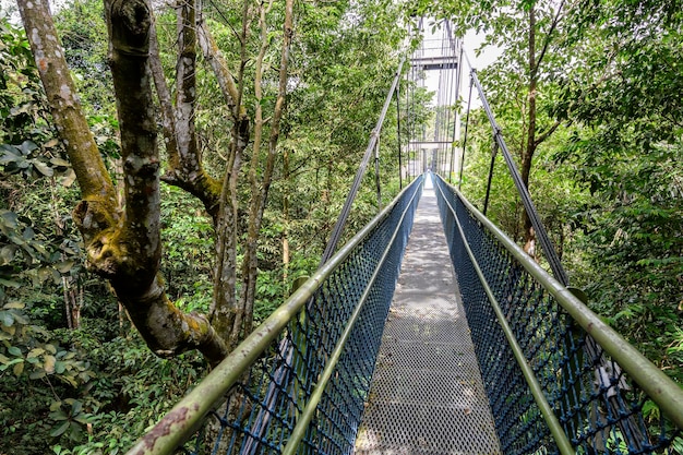 Bridge amidst trees