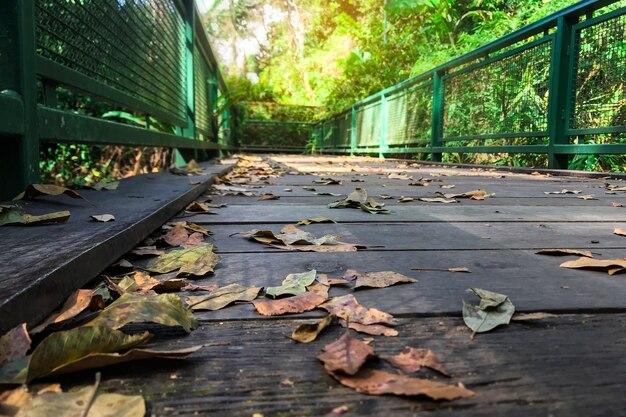 A bridge in the forest with leaves