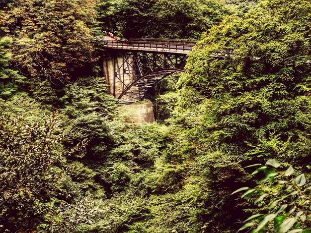 Foto ponte nella foresta