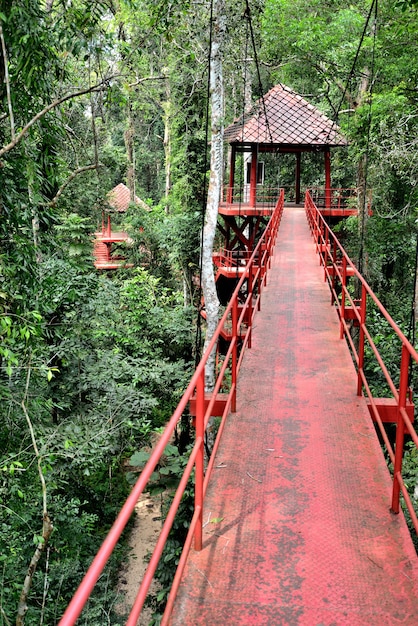 ジャングルへの橋