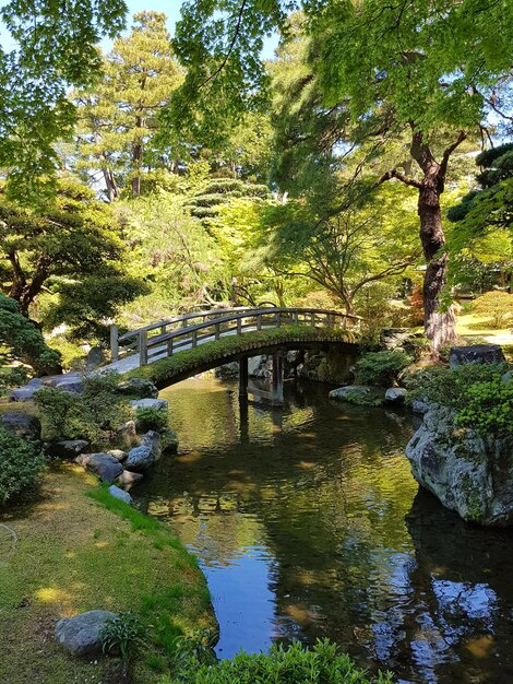 bridge over lake in forest