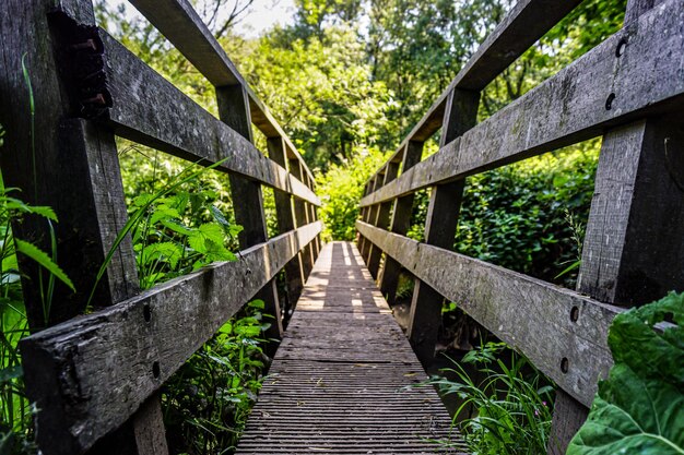 Foto un ponte conduce a una foresta verde lussureggiante piena di alberi