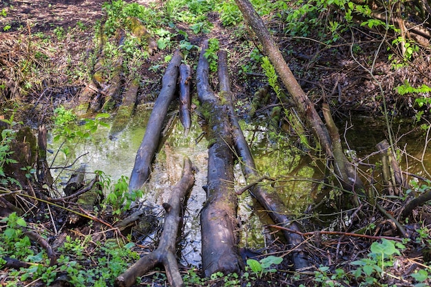 森の水たまりを渡る丸太で作られた橋