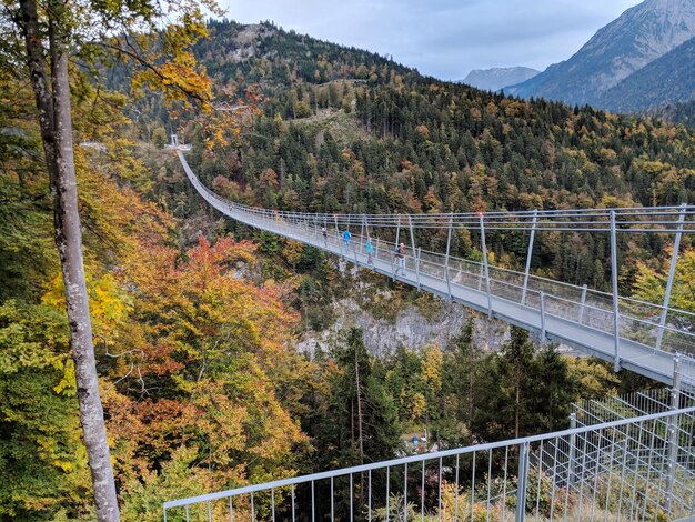 写真 秋に木の中の道路を横断する橋