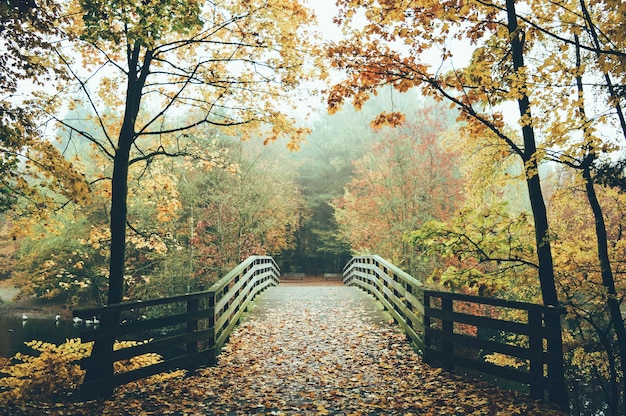 Photo bridge in park