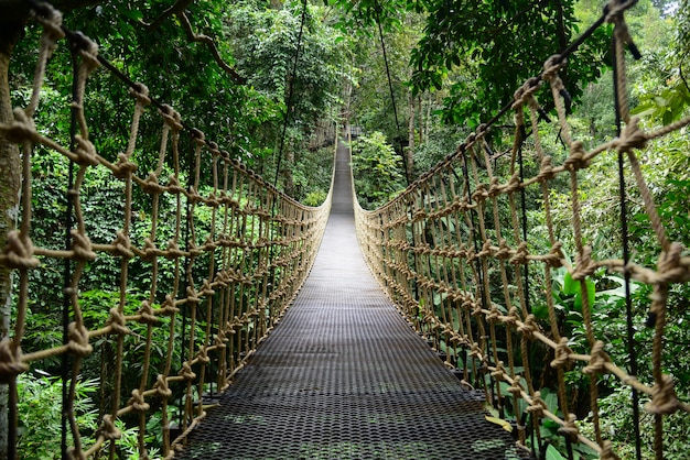 熱帯雨林の吊り橋、川を渡る、森の中にある牧場