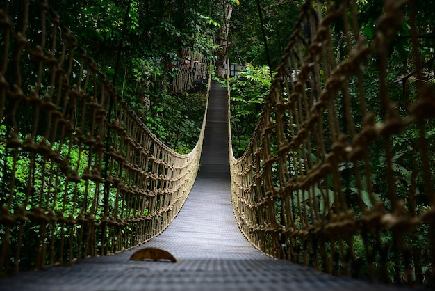 Bridge Rainforest Suspension bridge Crossing the river ferriage in the woods