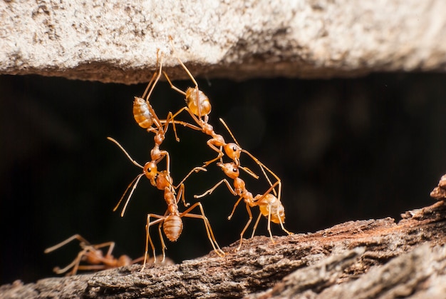 Bridge red ant body to body