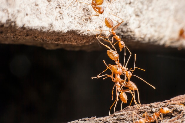 The bridge red ant body to body