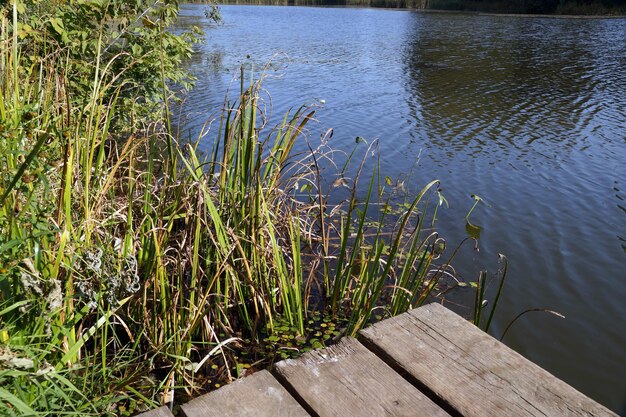 Bridge and reed grass on the Bank of the city pond