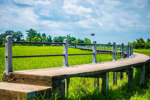 The bridge and rice fields.