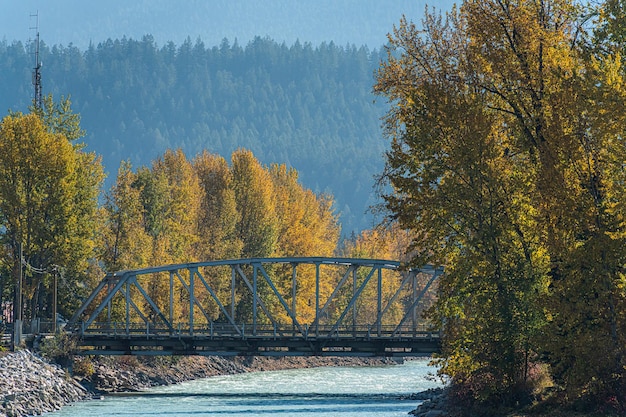 森の中の木と秋の川の橋