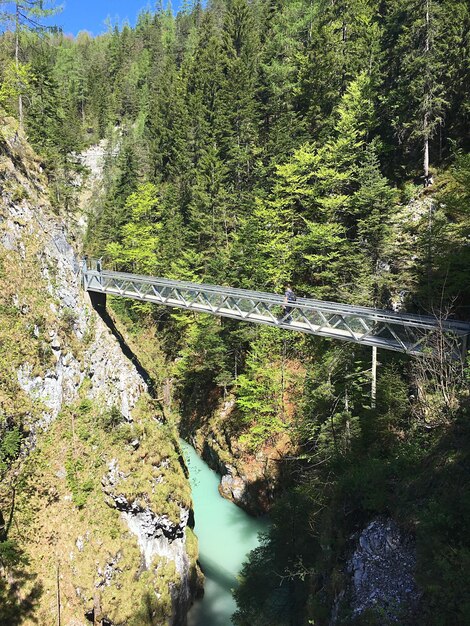 Foto ponte sul fiume nella foresta