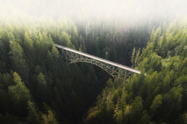 Bridge over a river in a forest