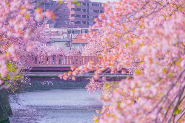 川を越えた橋
