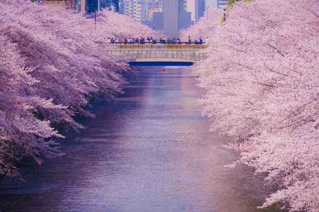 Foto ponte sul fiume