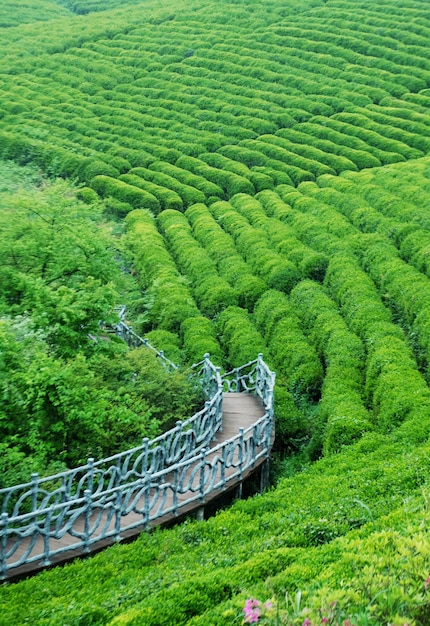 A bridge in a tea plantation