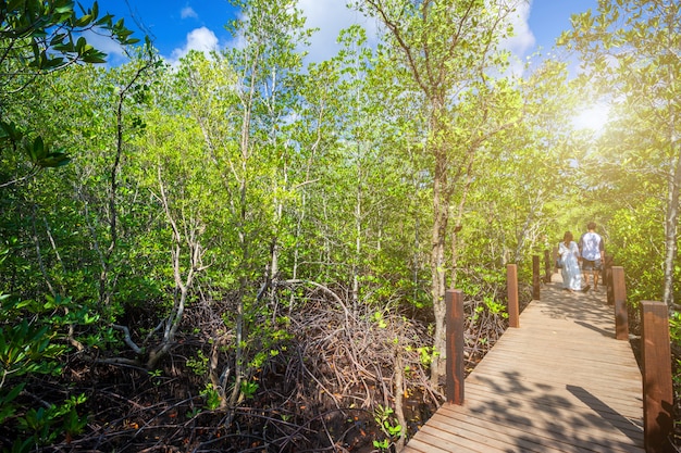 Bridge wooden walking way in The forest mangrove in Chanthaburi Thailand.