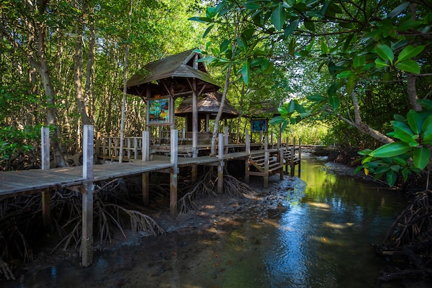 Bridge wooden walking way in The forest mangrove in Chanthaburi Thailand.