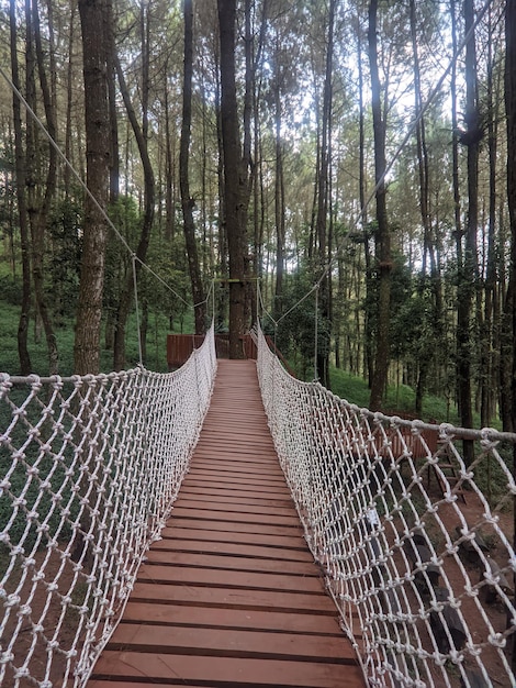 A bridge in the woods with a rope bridge