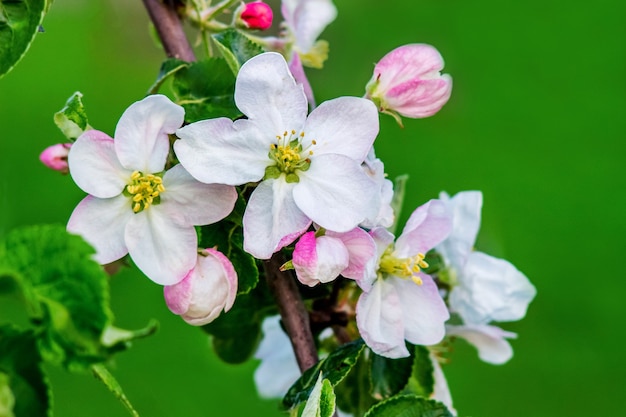 Fiori di mela luminosi su un verde sfocato