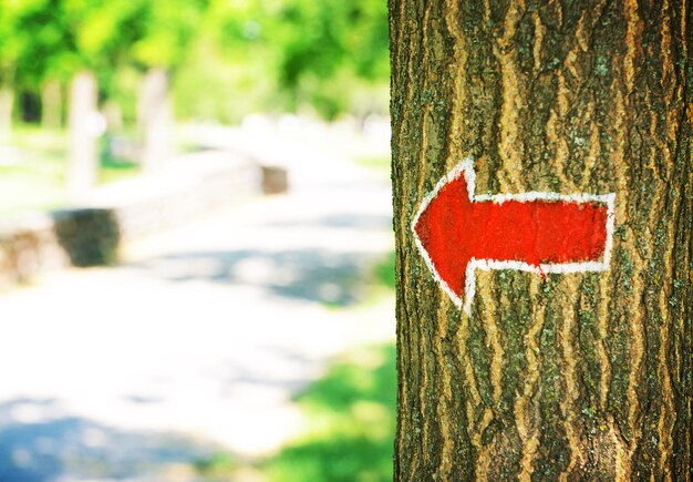 Bright arrow on tree outdoors