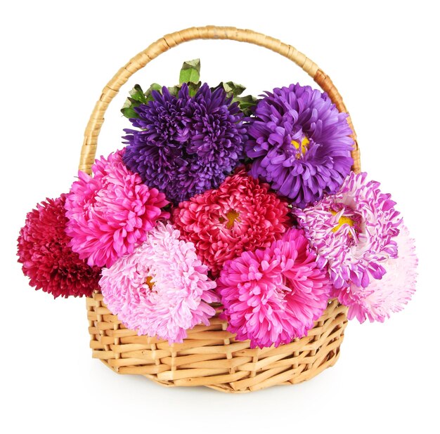 Bright aster flowers in basket isolated on white