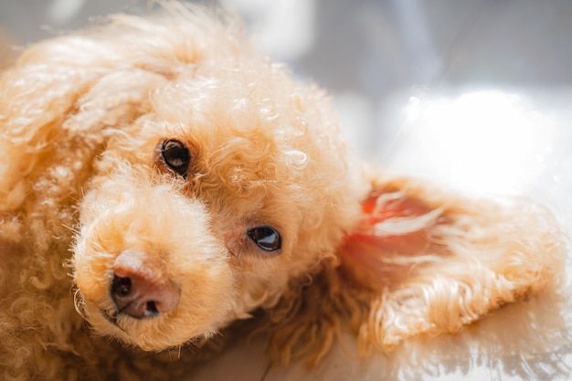 Bright atmosphere toy poodle