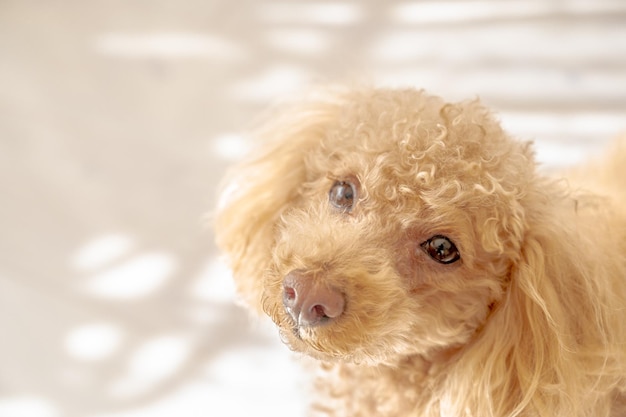 Bright atmosphere toy poodle