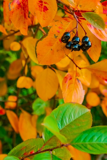 Bright autumn background leaves and fruits of chokeberry Bush