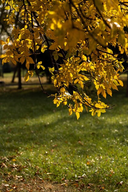 bright autumn in the city yellowing fading leaves background