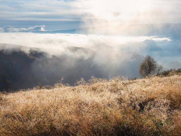 Bright autumn field of grass covered with dew on the grass in the rays of the morning sun Impressive natural sunny landscape with sparkling dew in the sun