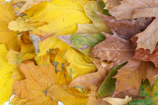 Bright autumn leafs closeup background