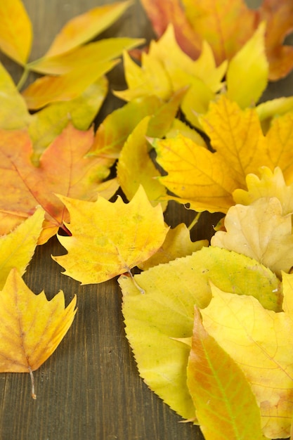 Bright autumn leafs on wooden table