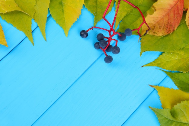 Bright autumn leaves on blue wooden board background