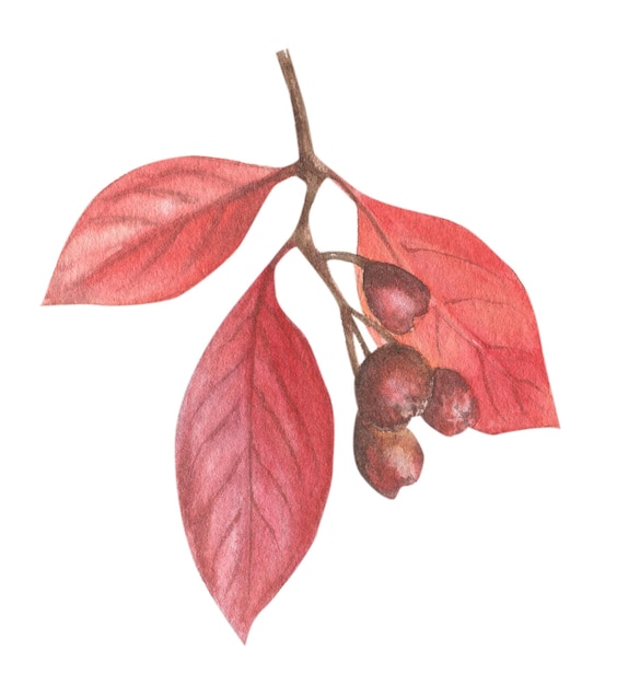 水彩画で描かれた種子とベリーが付いた枝の明るい秋の葉