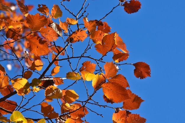 Bright autumn leaves