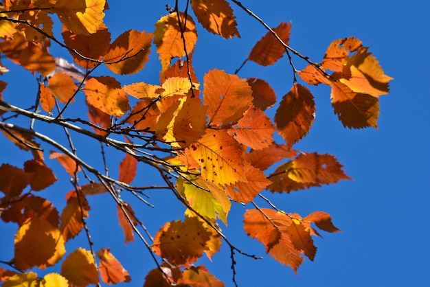 Яркие осенние листья